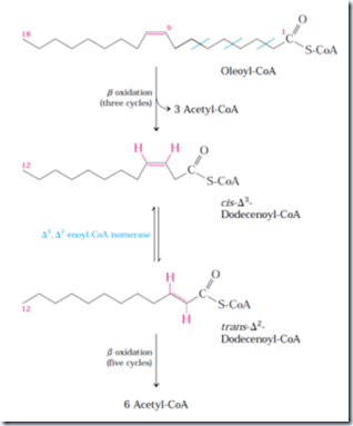 Propionate metabolism disorders