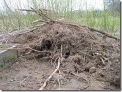 IMG_2657 IMG_2657