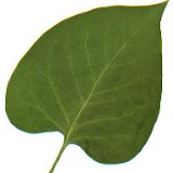 Syringa vulgaris (Lilas)