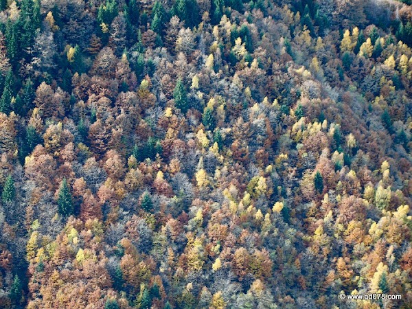 cioranga ramura de sus-15.JPG