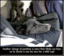 Another change of postition is more than Shylo can bear,<br /> so he decide it was his turn for a little nap! Another change of postition is more than Shylo can bear,<br /> so he decide it was his turn for a little nap!