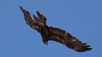 DSC02845.jpg