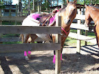 horse pens B37, some (not all) sites have 