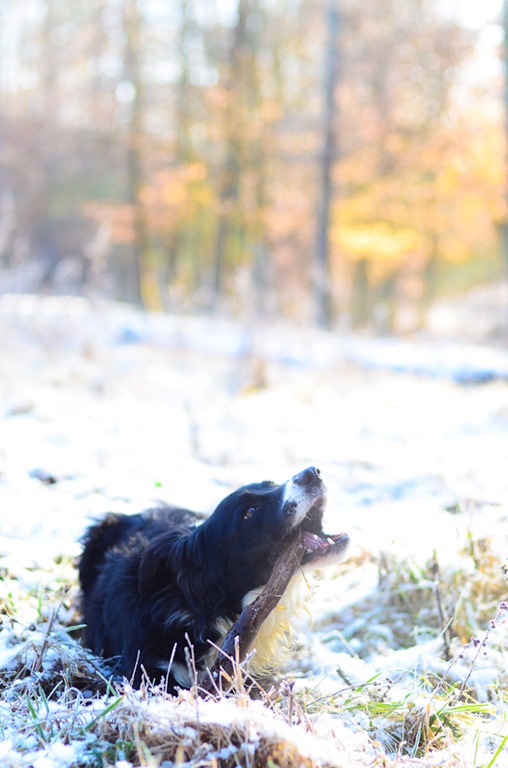 [snow%2520dog-3505%255B9%255D.jpg]