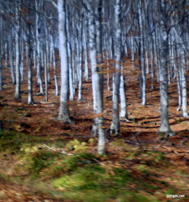 PA300037.JPG