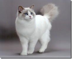 ragdoll2