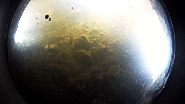 microbial-life-.jpg
