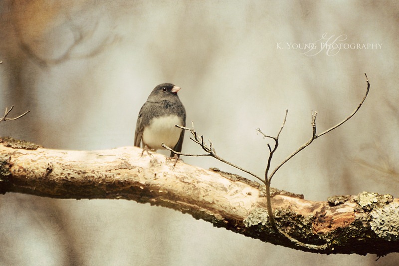 [DSC_3595-copy-25.jpg]