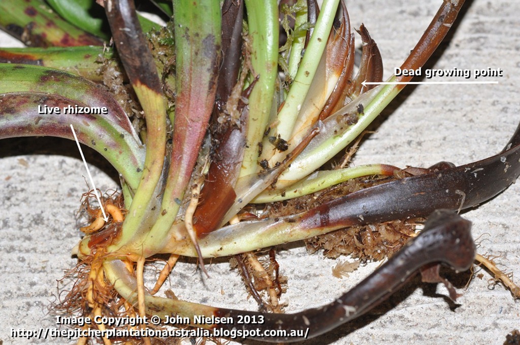 [Darlingtonia_2_blog%255B3%255D.jpg]