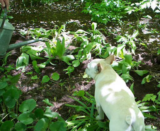 Ryan, you even brought water for the ramps.  You certainly are a good gardener.