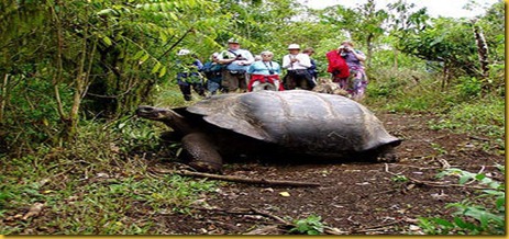 Foto Galapagos Tartarughe Giganti Foto Galapagos Tartarughe Giganti