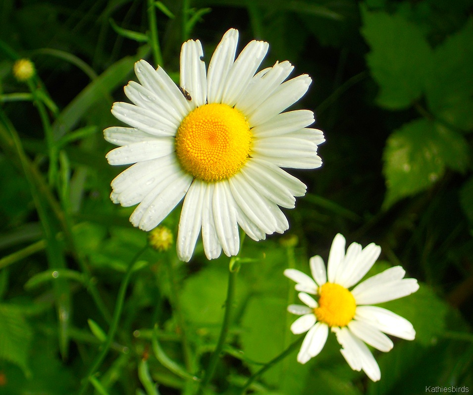 [7.%2520daisy-kab%255B4%255D.jpg]