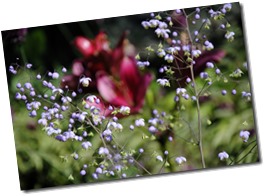 fleur 1 fleur 1