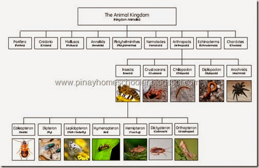 The World of Arthropods