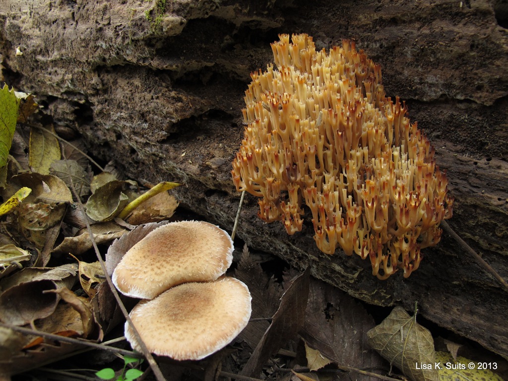 [coral-and-2-mushrooms5.jpg]