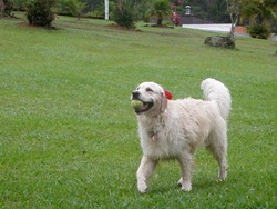 [Pet%2527s%25205%2520%25282%2529%255B4%255D.jpg]