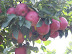 Picking Apples