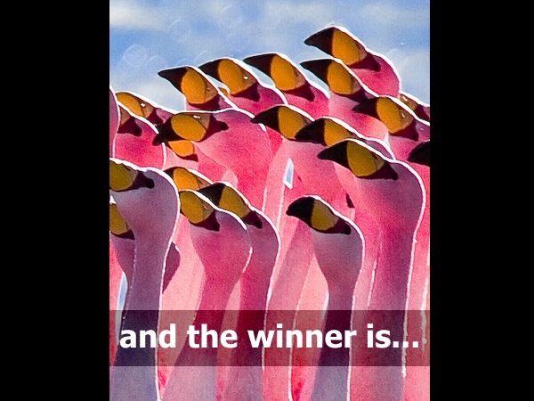 flamingo flamingo
