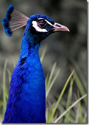 aviary18