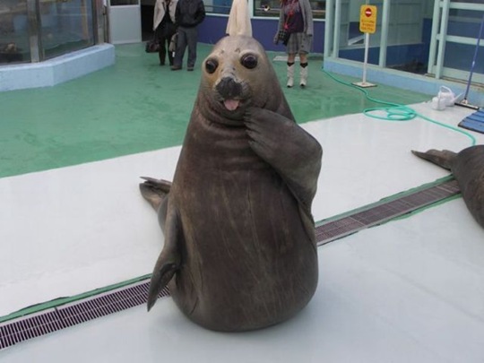 [funny-animals-cute-36%255B2%255D.jpg]
