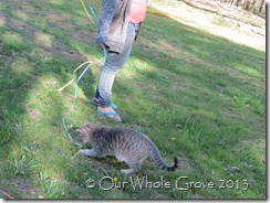 maypole dance