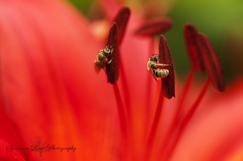 [Lily%2520and%2520bees-SycamoreLane%2520Photography%255B5%255D.jpg]