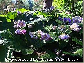 deinanthe caerulea