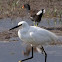 Little Egret