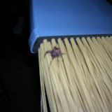 A Giant Spider on the Broom