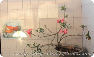 DPP Bali (33) DPP Bali (33)