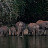 Mammals of Melagiri