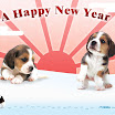 1024-beagle-3.jpg