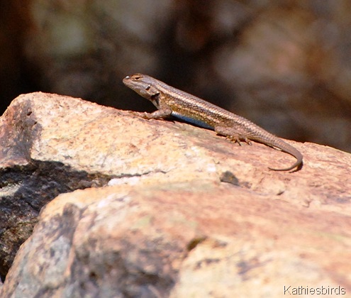 6. lizard-kab