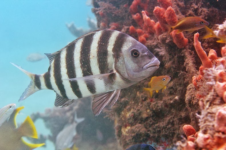 sheepshead-fish-3