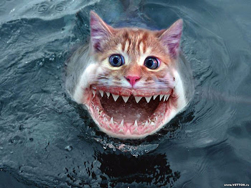 lh6.ggpht.com/-OAXyrUEmdMQ/R4I9OxI0ZkI/AAAAAAAAAHo/4eHAtTCRaEw/macskacapa.jpg