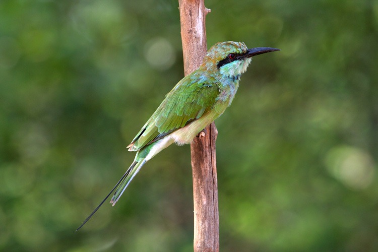 [beeeater%255B4%255D.jpg]