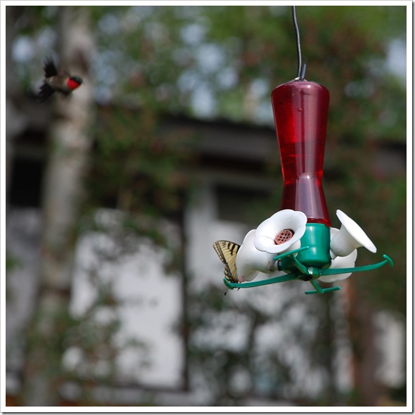 Hummingbird 7