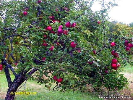 One of our bountiful trees One of our bountiful trees