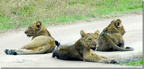 A herd of lions in Kasenyi plains, Queen Elizabeth National Park
