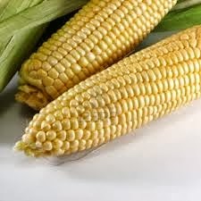 [maize%25202%255B5%255D.jpg]