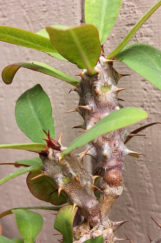 [111003_Euphorbia-millii_03%255B2%255D.jpg]