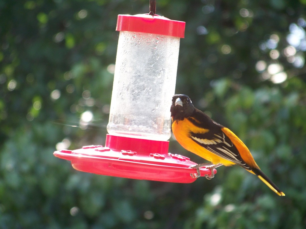 [oriole%255B5%255D.jpg]