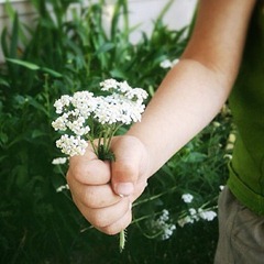 flowers1 flowers1