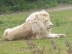 2008.07.01-035 lion blanc 2008.07.01-035 lion blanc