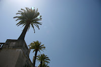 Trees at Hearst Castle