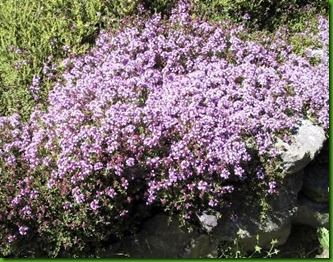 Creeping Thyme Creeping Thyme
