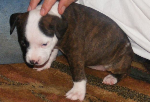 [puppy2%255B2%255D.jpg]