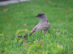 IMG_7603.JPG