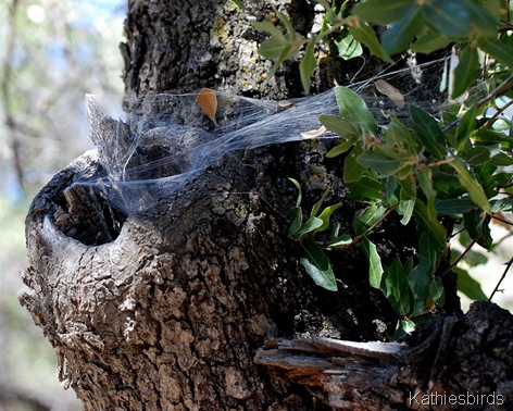 9. funnel web-kab