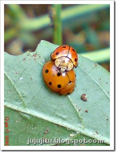 Variable Ladybird kawin_Coelophora inaequalis_mating